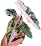 Alocasia Chantrieri Pink Variegated