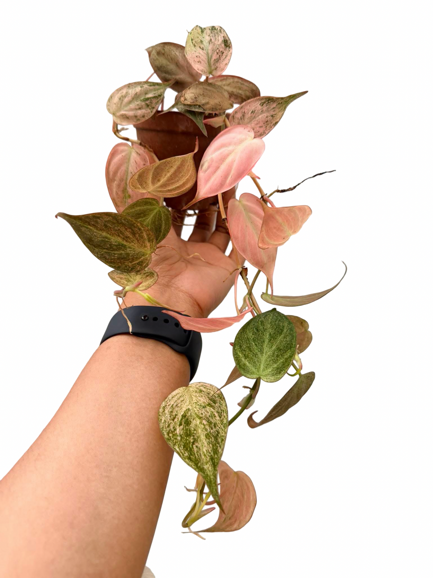 Philodendron Micans Strawberry Pink Variegated – Set of 5 Pots (1 Pot Includes 2 Plants)