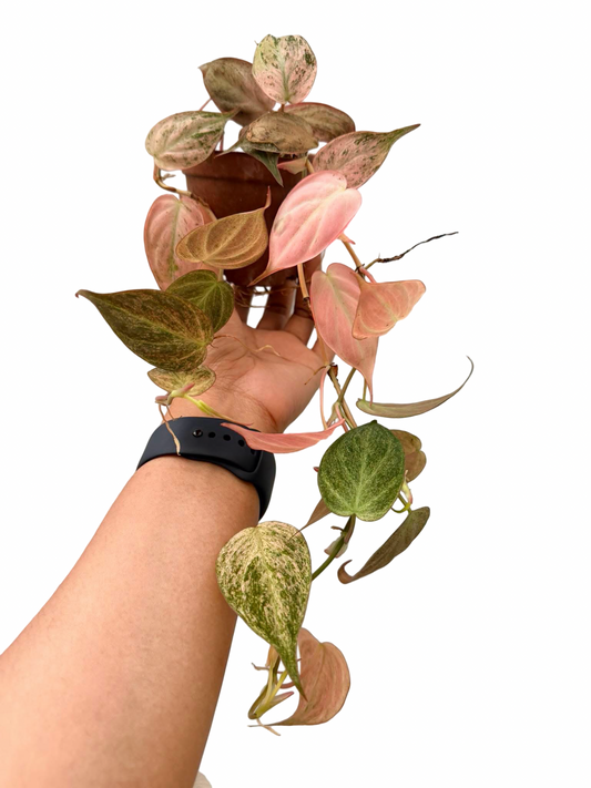 Philodendron Micans Strawberry Pink Variegated – Set of 5 Pots (1 Pot Includes 2 Plants)