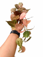 Philodendron Micans Strawberry Pink Variegated – Set of 5 Pots (1 Pot Includes 2 Plants)