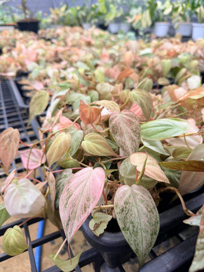 Philodendron Micans Strawberry Pink Variegated – Set of 5 Pots (1 Pot Includes 2 Plants)