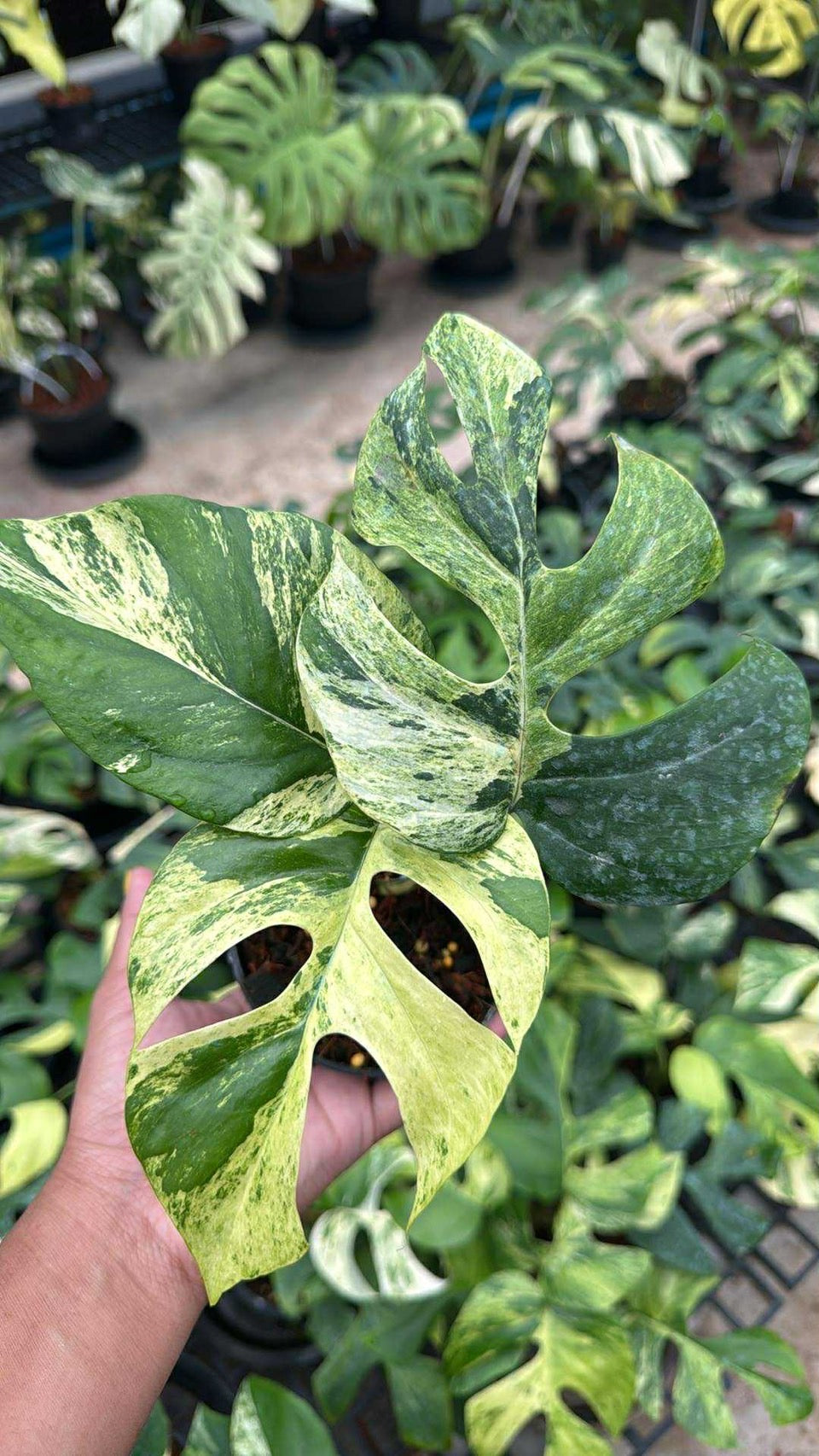 Rhaphidophora Tetrasperma Ginny “Migma” Set of 3 Plants