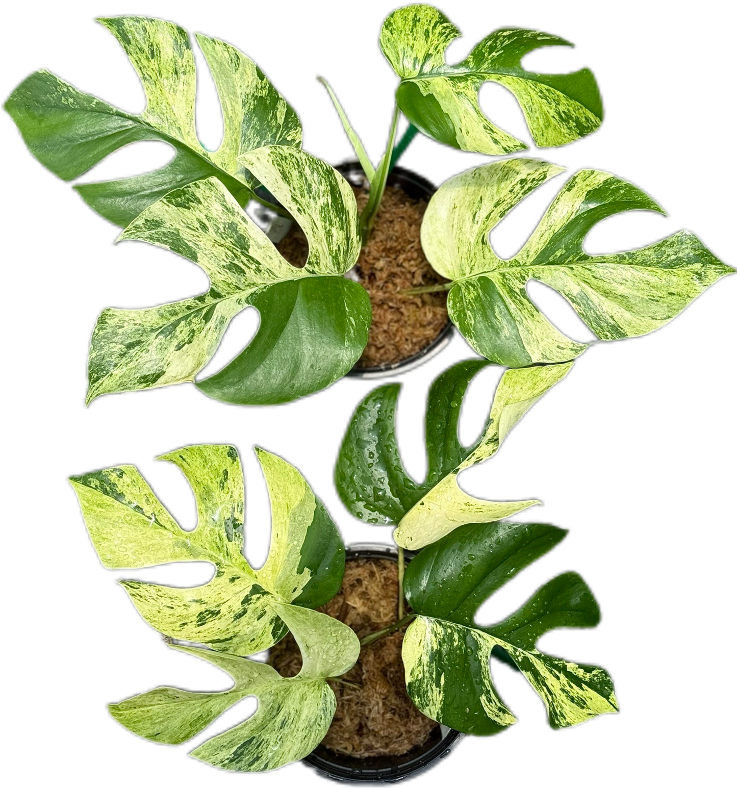 Rhaphidophora Tetrasperma Ginny “Migma” Set of 3 Plants
