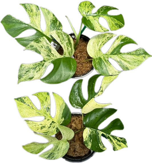 Rhaphidophora Tetrasperma Ginny “Migma” Set of 3 Plants