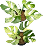 Rhaphidophora Tetrasperma Ginny “Migma” Set of 3 Plants