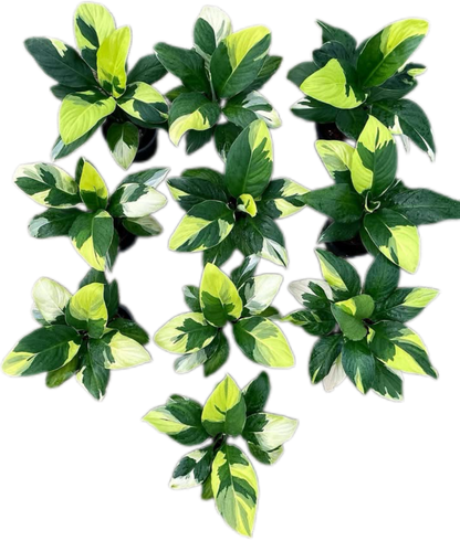 Spathiphyllum Sensation Yellow Variegated – Set of 5 Plants