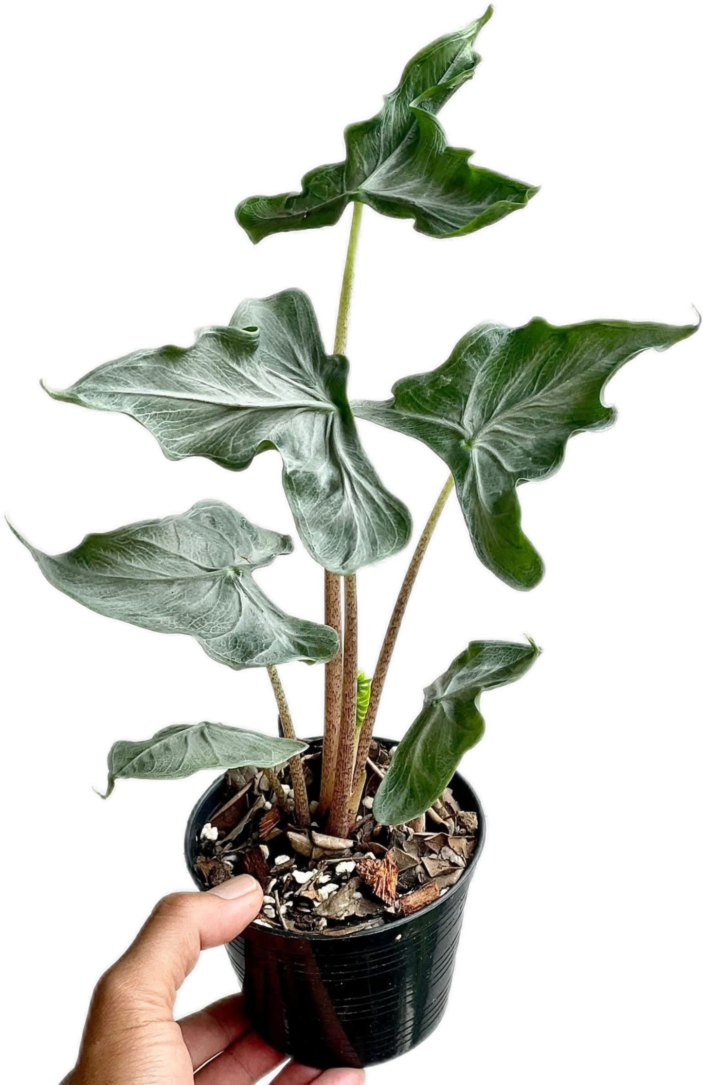 Alocasia “Holy Grail” – Set of 3 Plants