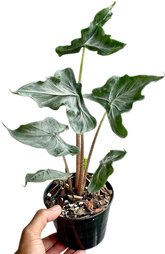 Alocasia “Holy Grail” – Set of 3 Plants