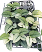 Scindapsus Exotica Mint Variegated Set of 5 Plants Wholesale 