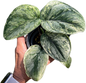 Scindapsus Exotica “Hologram” – Set of 5 Plants
