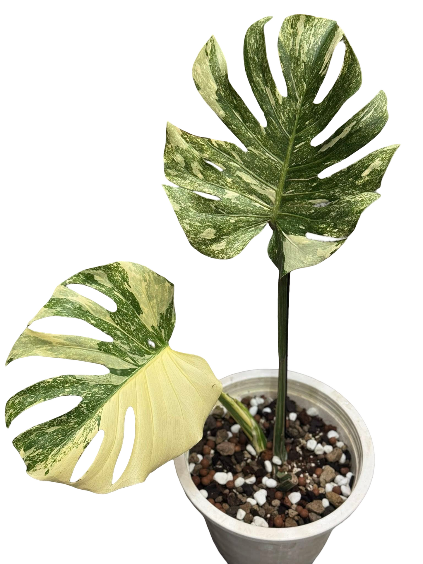 Monstera Deliciosa “Cartoon” Variegation – (Actual Plant)