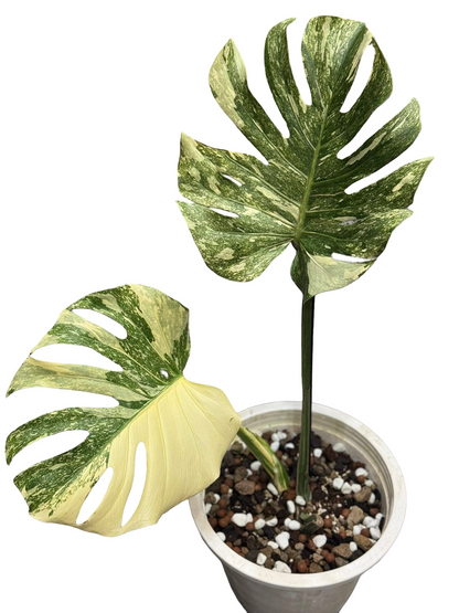 Monstera Deliciosa “Cartoon” Variegation – (Actual Plant)
