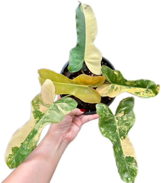 Philodendron Brown Beauty ( Florida Beauty x Brown Billiteae )