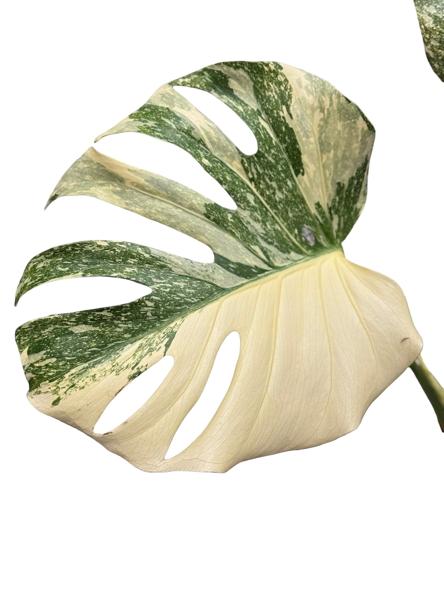 Monstera Deliciosa “Cartoon” Variegation – (Actual Plant)