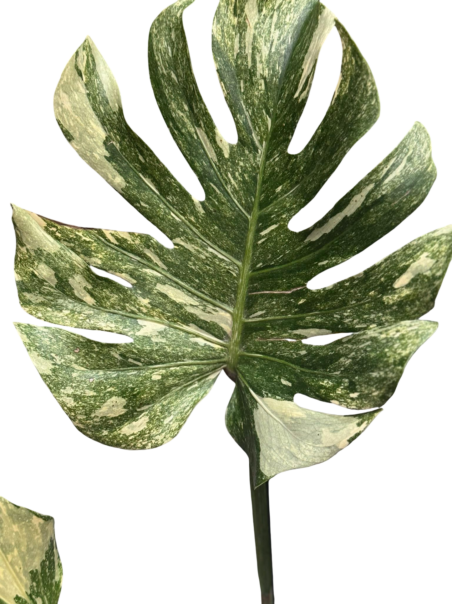 Monstera Deliciosa “Cartoon” Variegation – (Actual Plant)