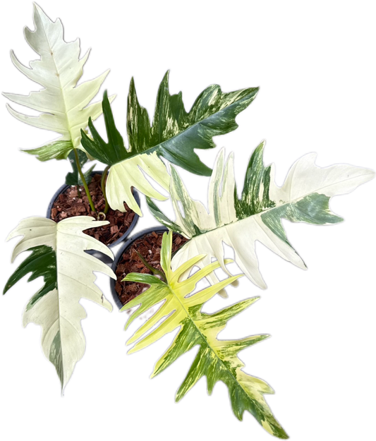 Philodendron Florida Beauty x Tortum Variegated Wholesale Set of 3 Plants