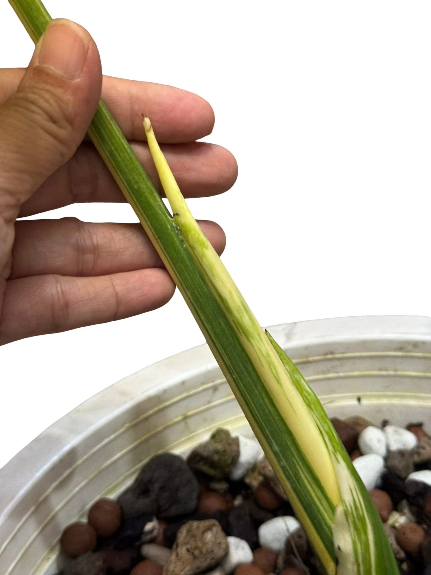 Monstera Deliciosa “Cartoon” Variegation – (Actual Plant)