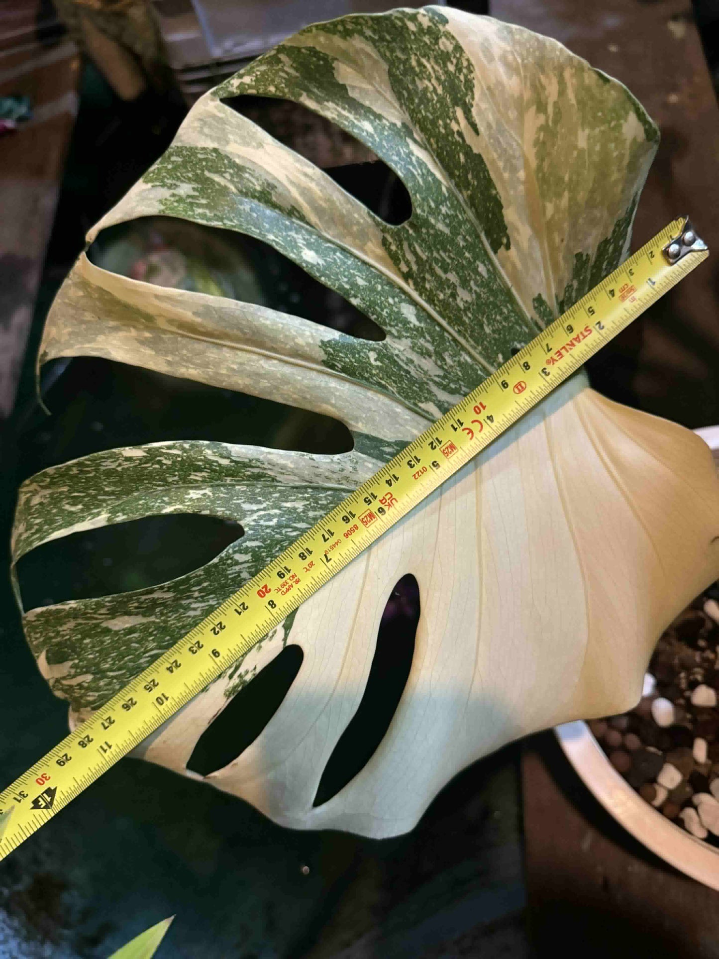 Monstera Deliciosa “Cartoon” Variegation – (Actual Plant)