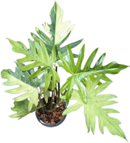 Philodendron Radiatum Variegated Set of 3 Plants