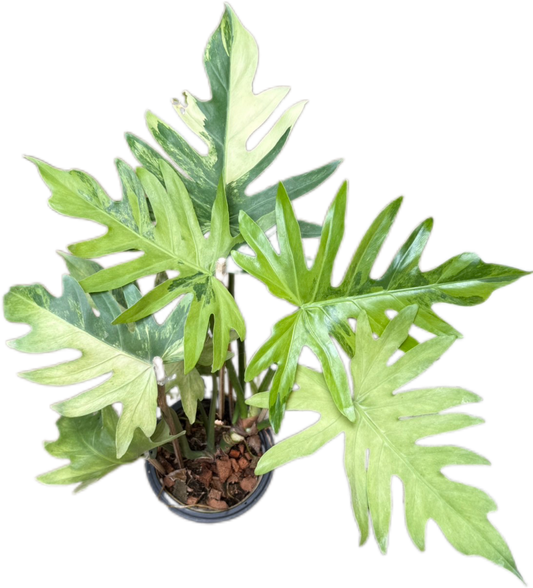 Philodendron Radiatum Variegated Set of 3 Plants