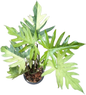 Philodendron Radiatum Variegated Set of 3 Plants