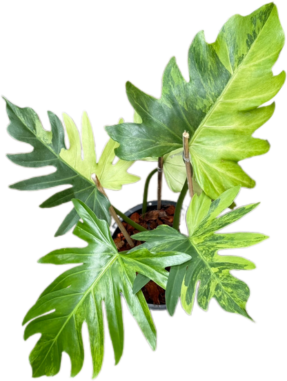 Philodendron Radiatum Variegated Set of 3 Plants