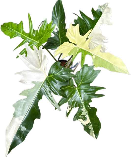 Philodendron Golden Dragon 3-4 Leaves