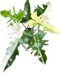 Philodendron Golden Dragon 3-4 Leaves