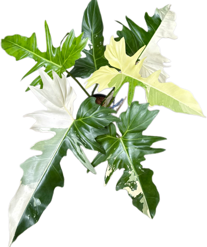Philodendron Golden Dragon Variegated – Wholesale Set of 3 Rare Plants