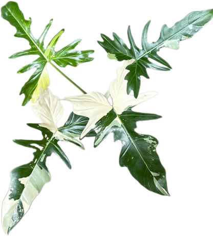 Philodendron Golden Dragon Variegated – Wholesale Set of 3 Rare Plants