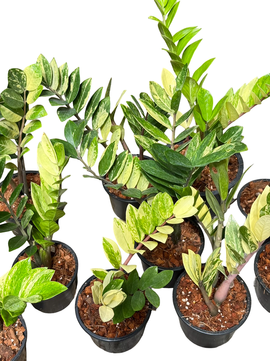 Zamioculcas zamiifolia Aurea Variegated (Big Size) – Wholesale Set of 10 Plants
