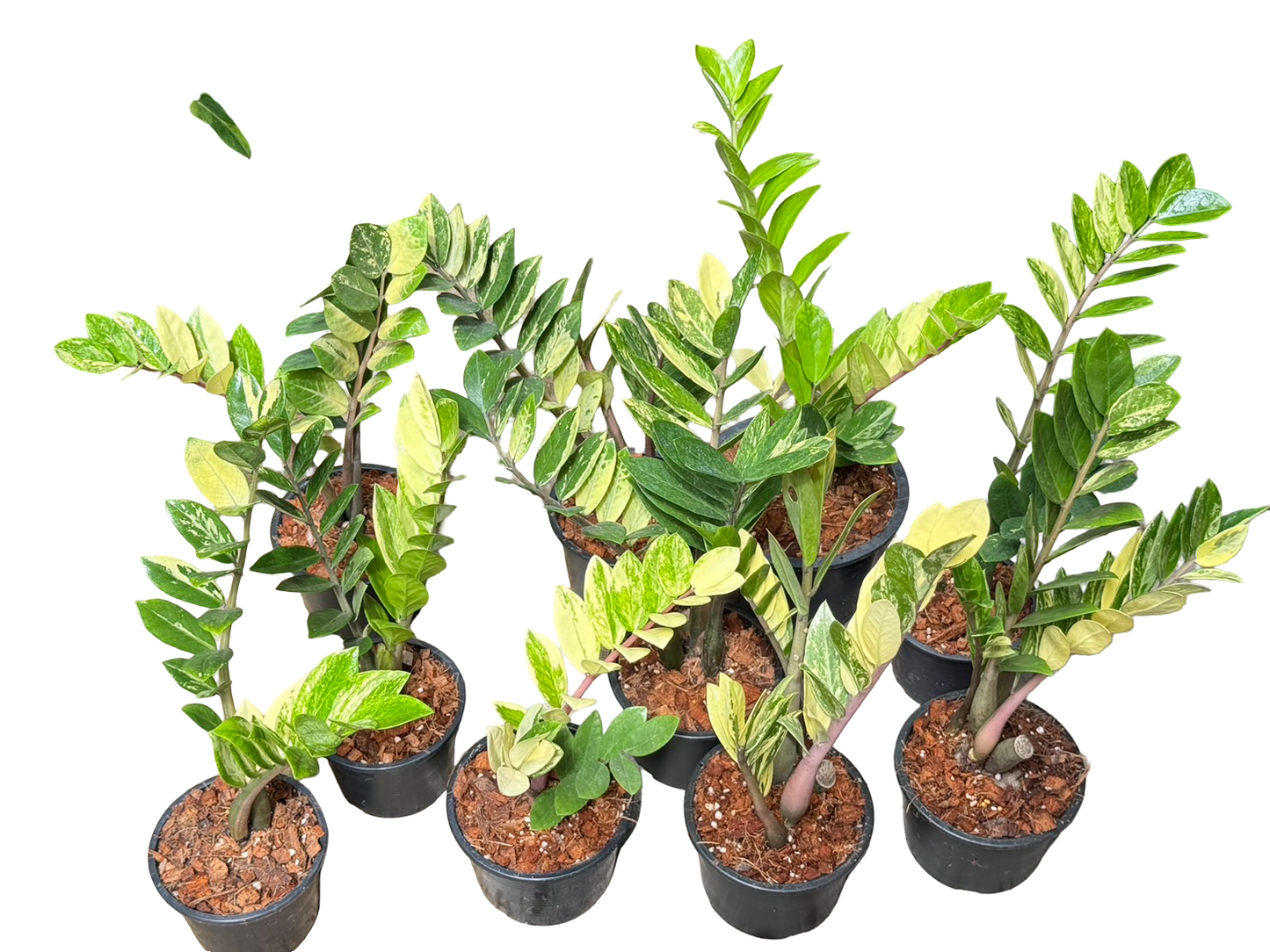 Zamioculcas zamiifolia Aurea Variegated (Big Size) – Wholesale Set of 10 Plants
