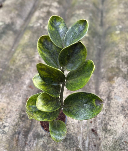 Zamioculcas zamiifolia (Lodd.) Engl. –(Dark Green Round Leaf Form) Wholesale Set of 5 Plants