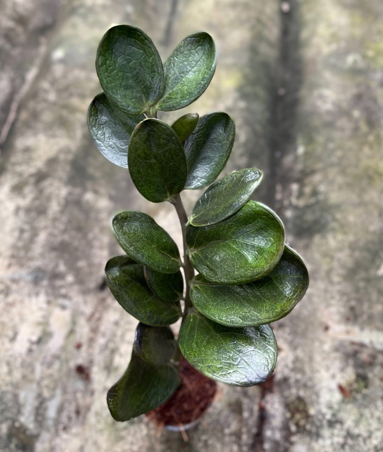 Zamioculcas zamiifolia (Lodd.) Engl. –(Dark Green Round Leaf Form) Wholesale Set of 5 Plants