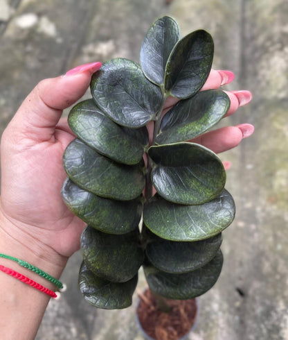 Zamioculcas zamiifolia (Lodd.) Engl. –(Dark Green Round Leaf Form) Wholesale Set of 5 Plants