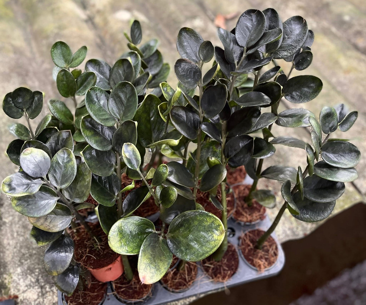 Zamioculcas zamiifolia (Lodd.) Engl. –(Dark Green Round Leaf Form) Wholesale Set of 5 Plants