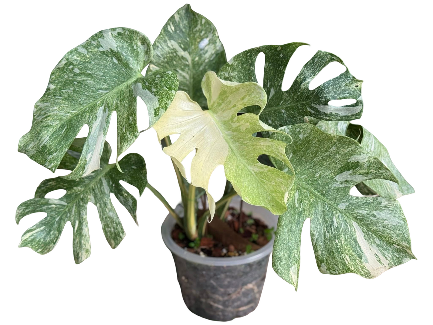 Monstera Thai Constellation “Platinum ” Mutation – (Actual Plant)