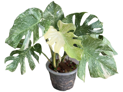Monstera Thai Constellation “Platinum ” Mutation – (Actual Plant)