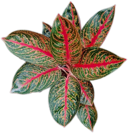 Aglaonema “Widuri” Set of 10 Live Plants