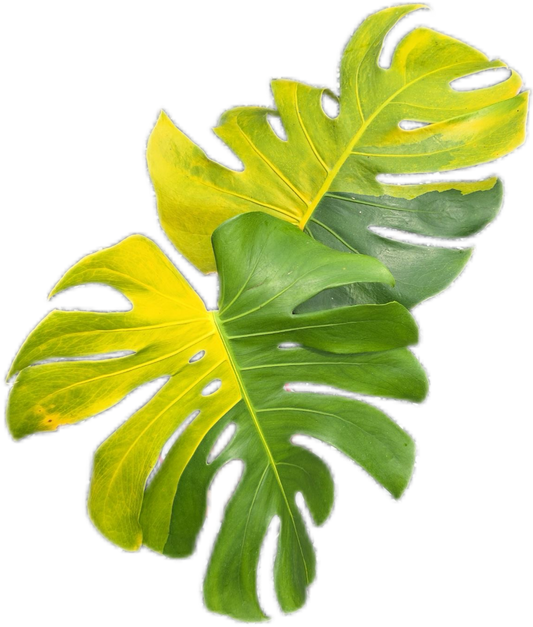 Monstera Deliciosa “Orange”