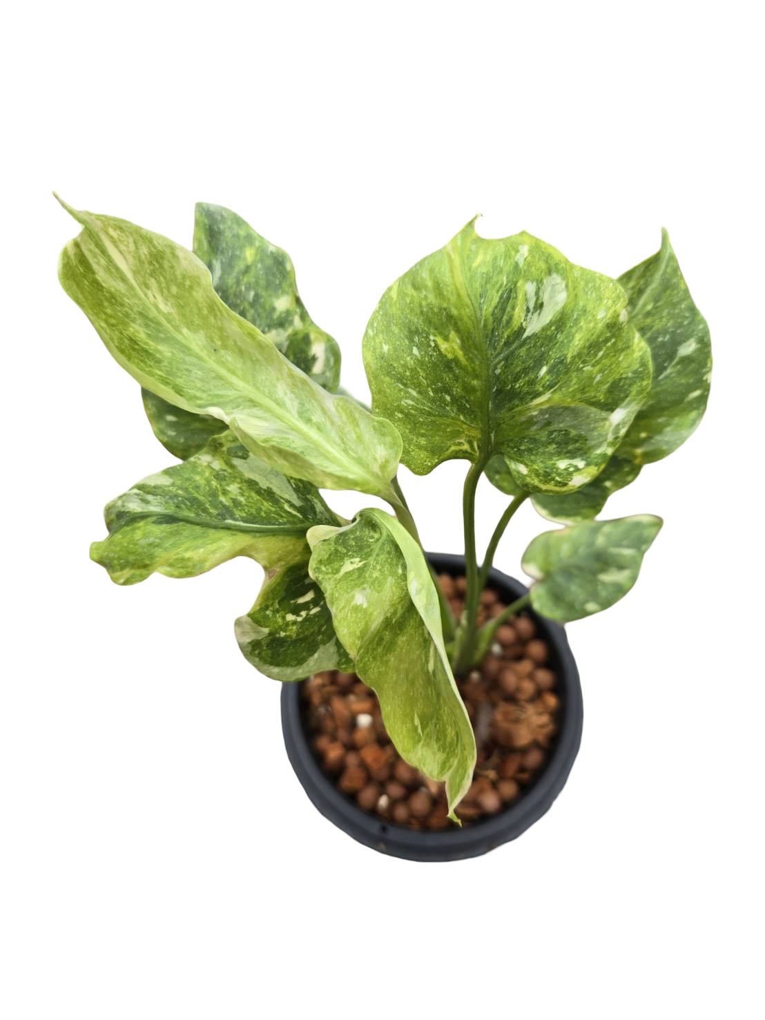 Monstera Thai Constellation Mutation NOID – (Actual Plant)