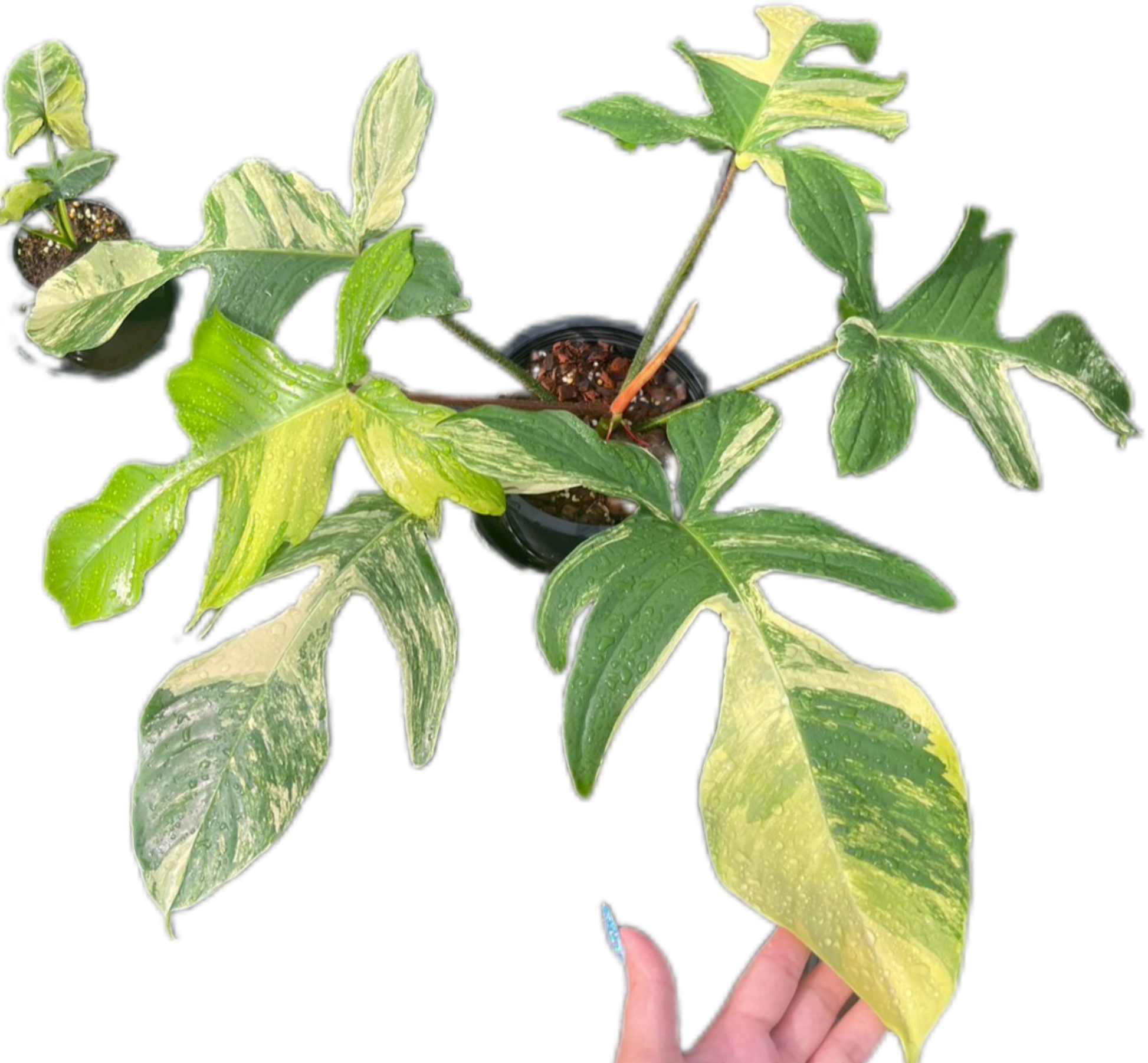 Philodendron Squamiferum Variegated