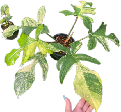 Philodendron Squamiferum Variegated