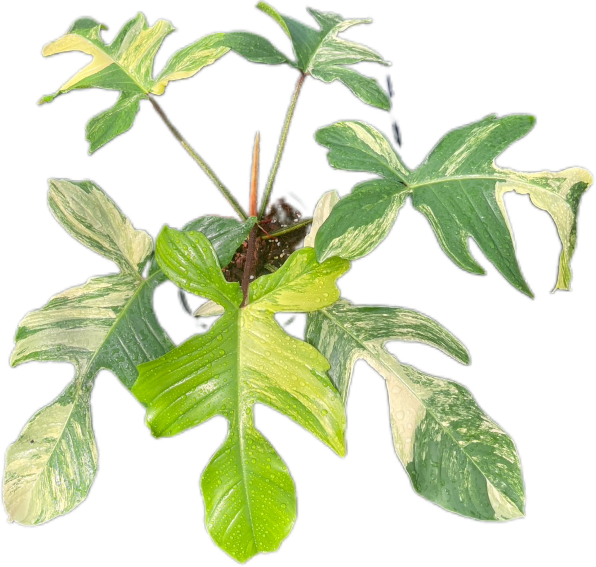 Philodendron Squamiferum Variegated