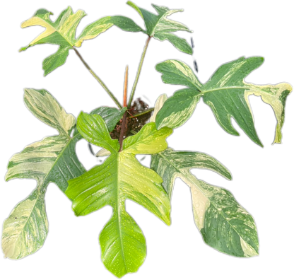 Philodendron Squamiferum Variegated
