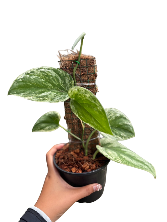 Scindapsus Silver Knight Variegated
 – Set of 5 Plants
