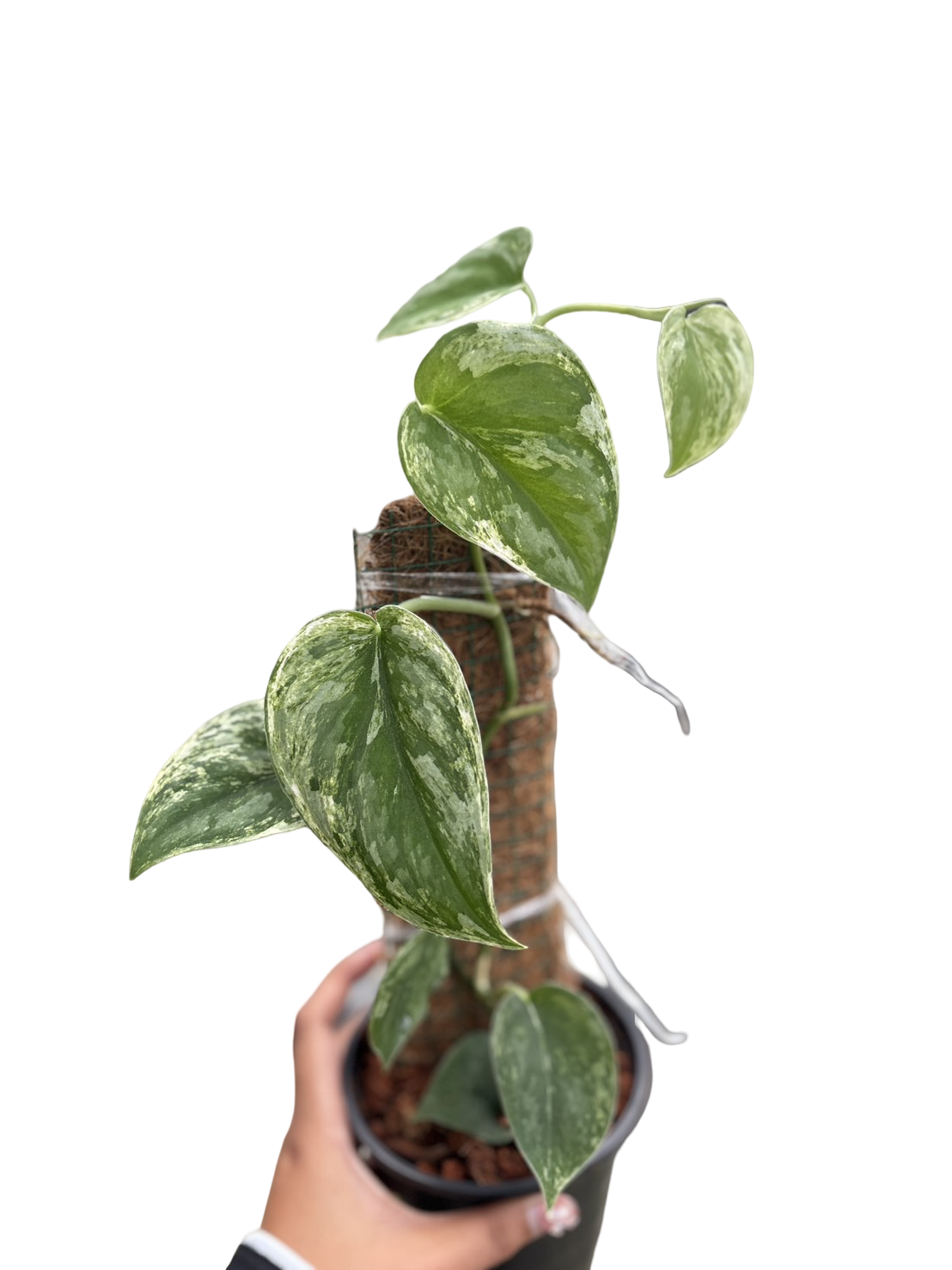 Scindapsus Silver Knight Variegated
 – Set of 5 Plants