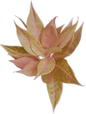 Aglaonema “Mulan” | Set of 10 Live Plants