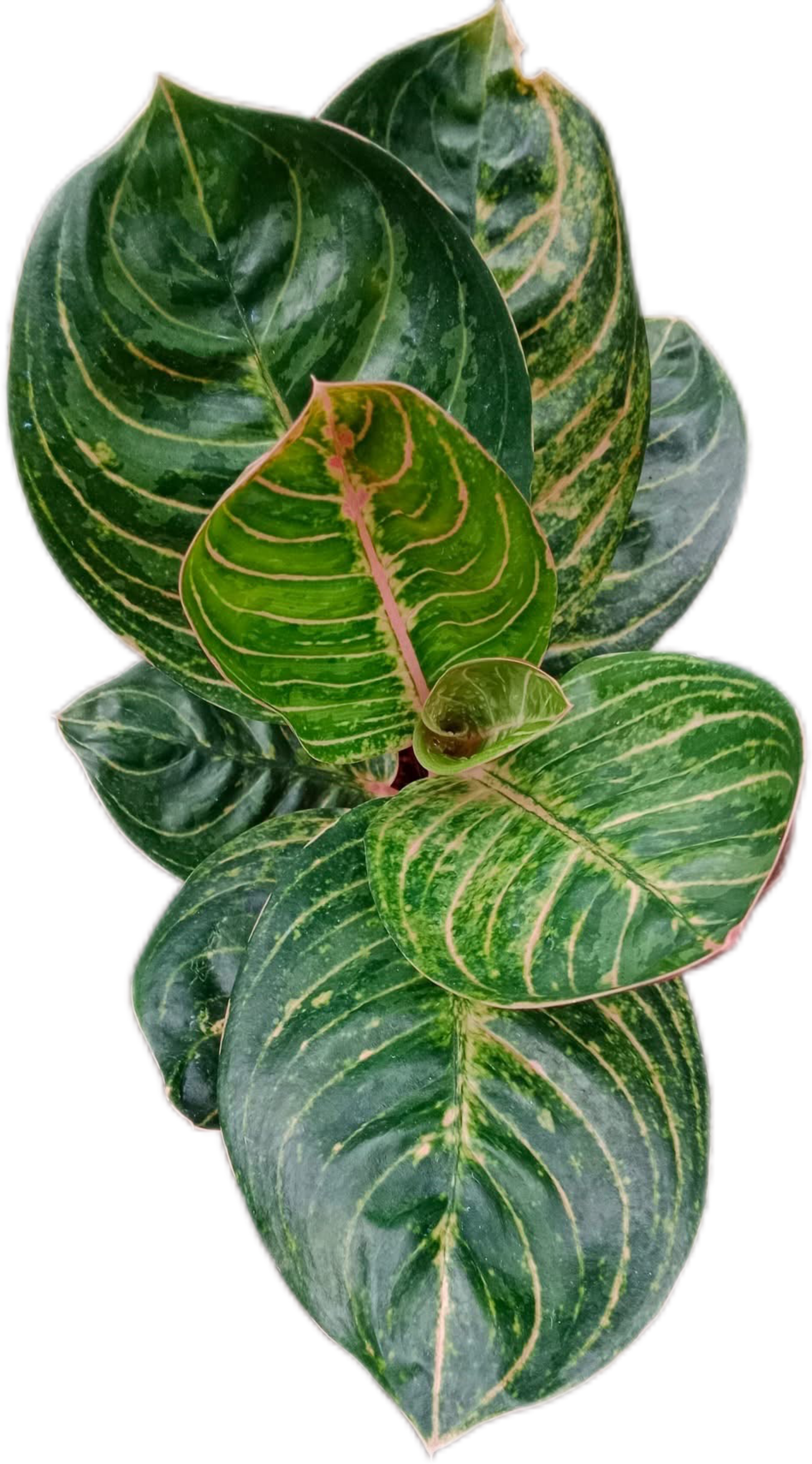 Aglaonema “Siam Perfect” – Wholesale Set of 10 Plants