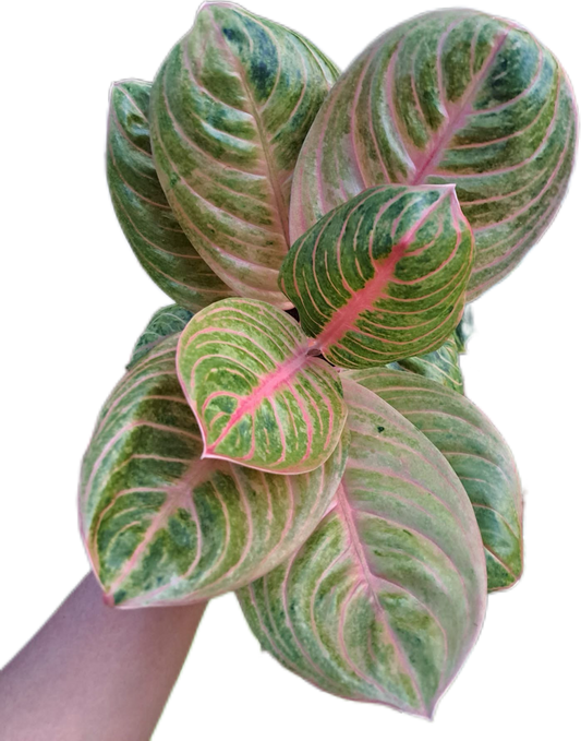 Aglaonema “Siam Perfect” – Wholesale Set of 10 Plants